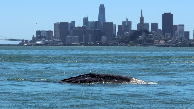 Gray Whale ‘Ladybug’ Swimming in Central San Francisco Bay