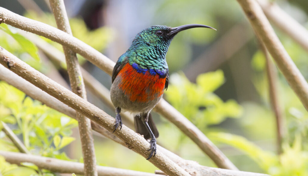bird with long, curved bill and green, blue and orange-red plumage