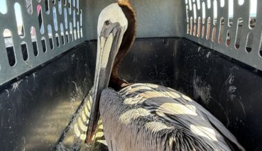 Huntington Beach reports spike in hurt or dead seabirds – NBC Los Angeles