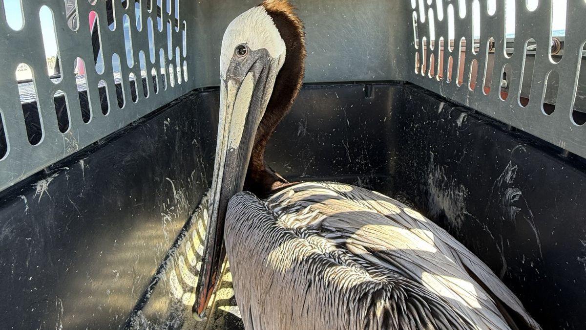 Huntington Beach reports spike in hurt or dead seabirds – NBC Los Angeles