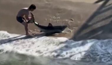 Fisherman frees shark hooked on fishing line in Hermosa Beach – NBC Los Angeles