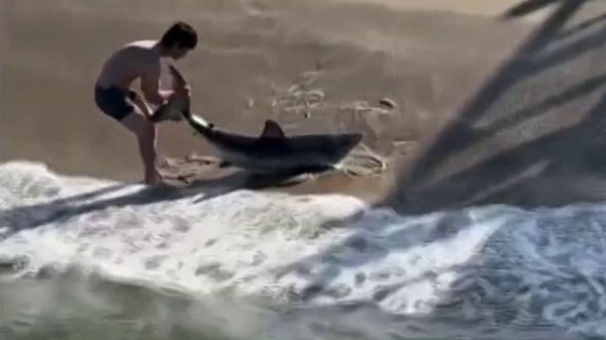 Fisherman frees shark hooked on fishing line in Hermosa Beach – NBC Los Angeles