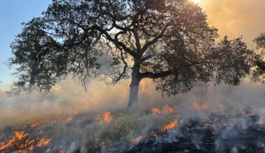 California Forestry Sector Aims to Expand Workforce Amid Wildfire Crisis