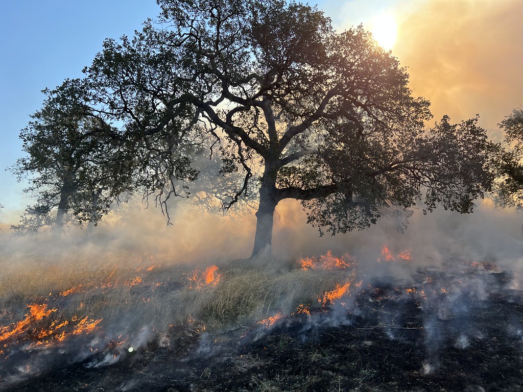 California Forestry Sector Aims to Expand Workforce Amid Wildfire Crisis