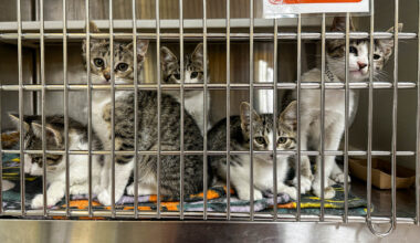 How Are Orange County Animal Nonprofits Curbing Cat Overpopulation?