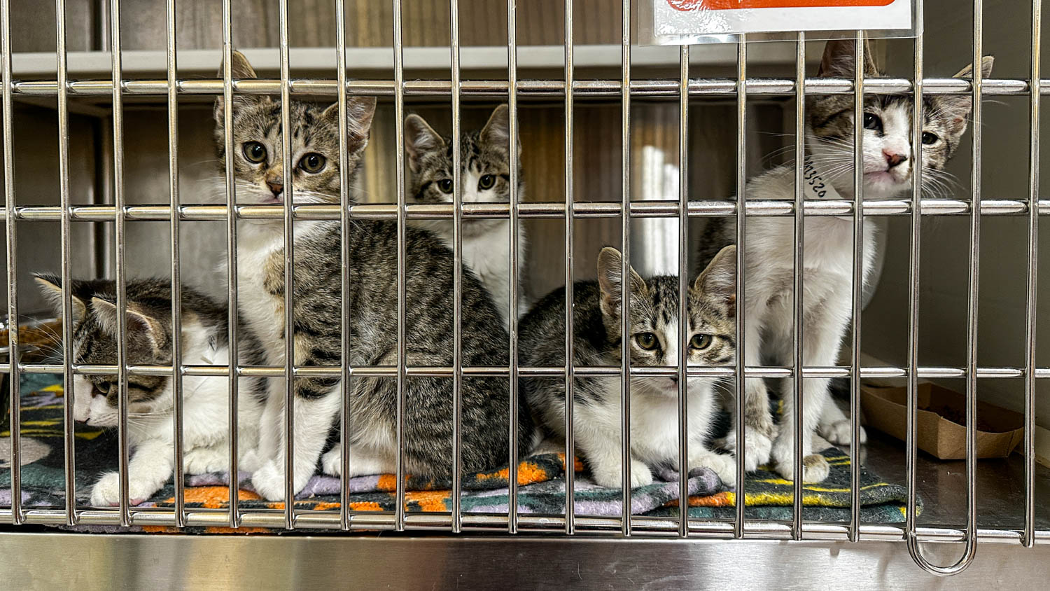 How Are Orange County Animal Nonprofits Curbing Cat Overpopulation?