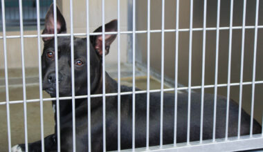 More Homeless Dogs Available For Adoption At Orange County’s Animal Shelter
