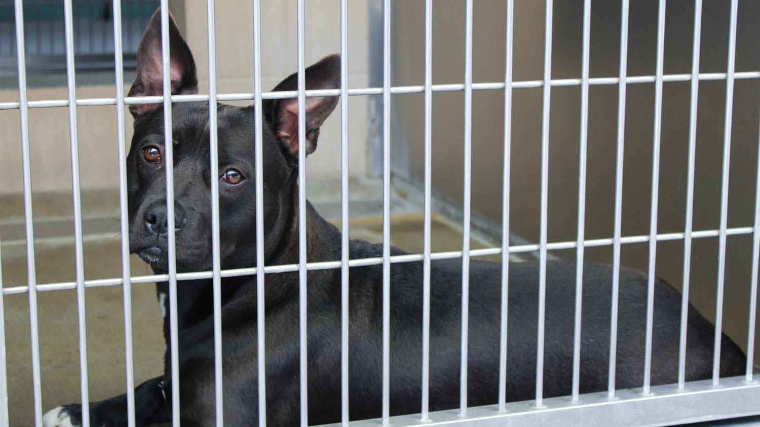 More Homeless Dogs Available For Adoption At Orange County’s Animal Shelter