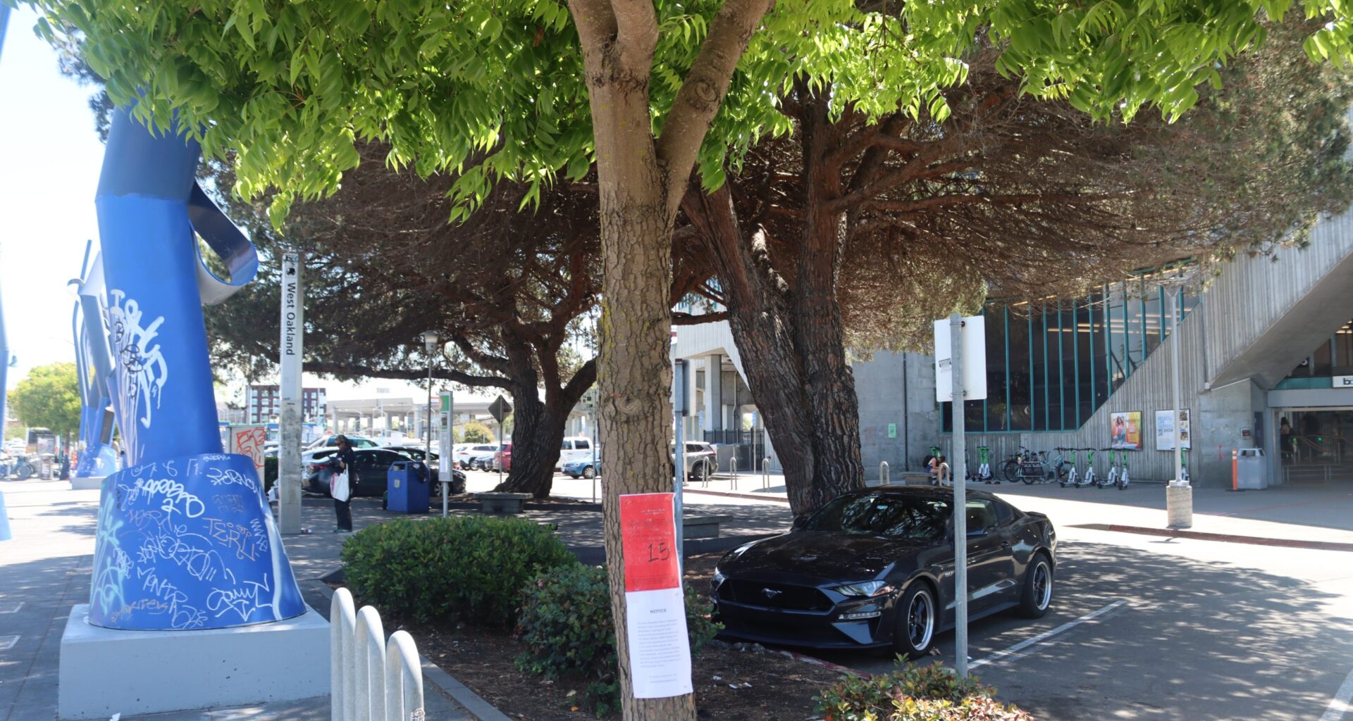 Dozens of trees were red-tagged for removal in West Oakland. Now the plan is on hold