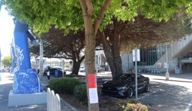 Dozens of trees were red-tagged for removal in West Oakland. Now the plan is on hold