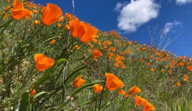 Where to see blooming wildflowers in the East Bay this spring