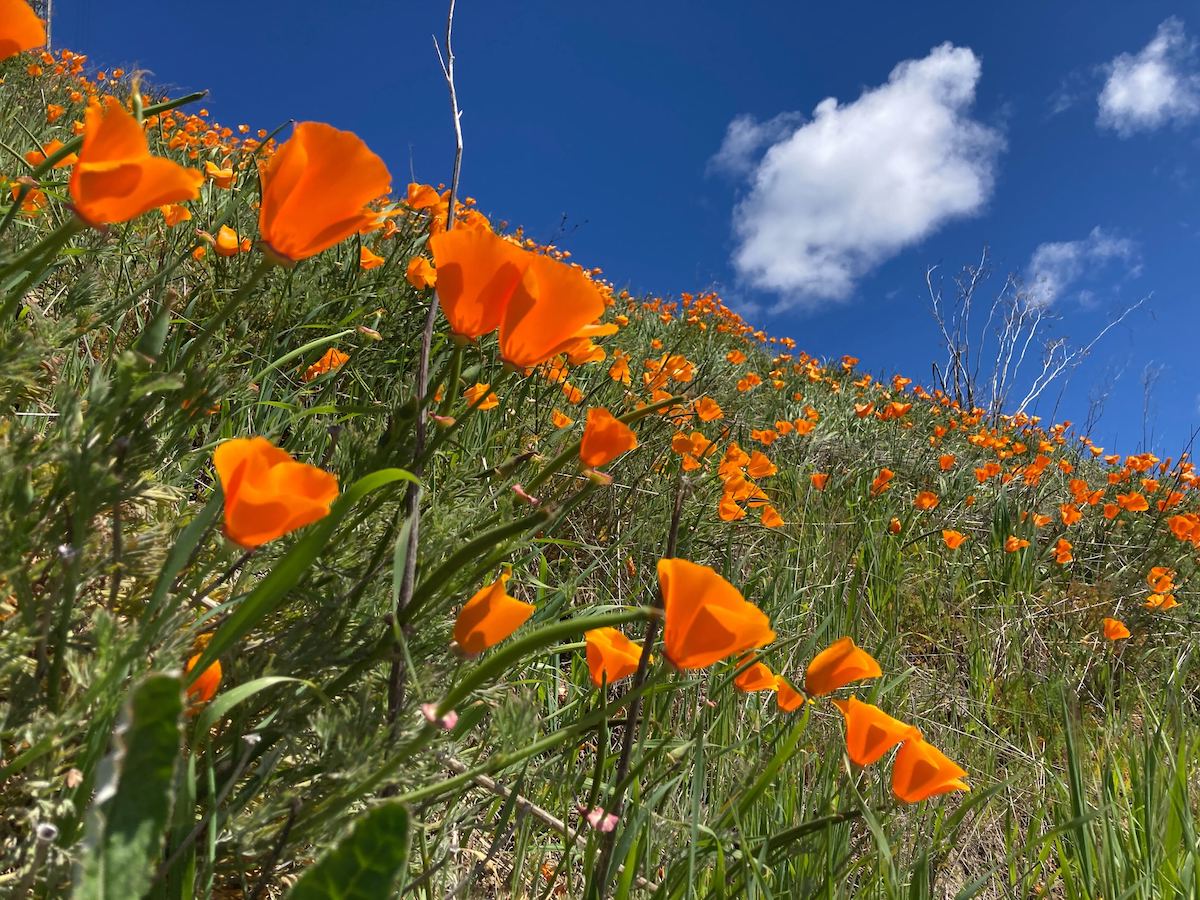 Where to see blooming wildflowers in the East Bay this spring