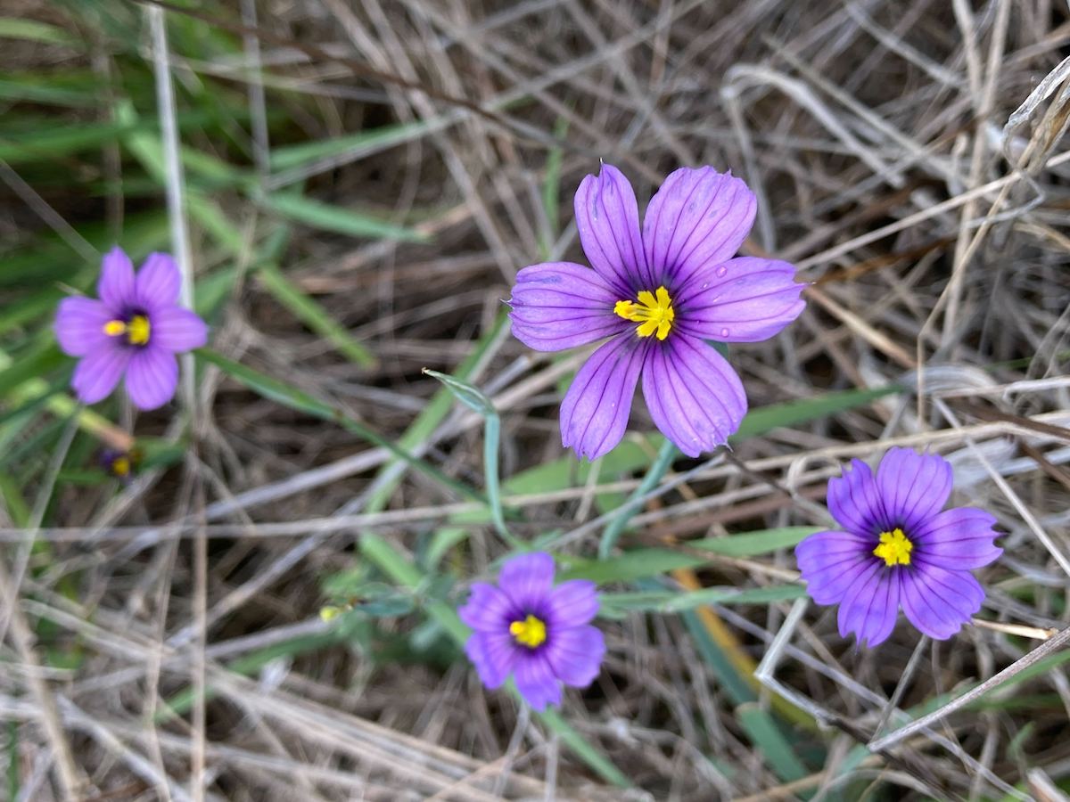 purple flowers growing in brown grass
