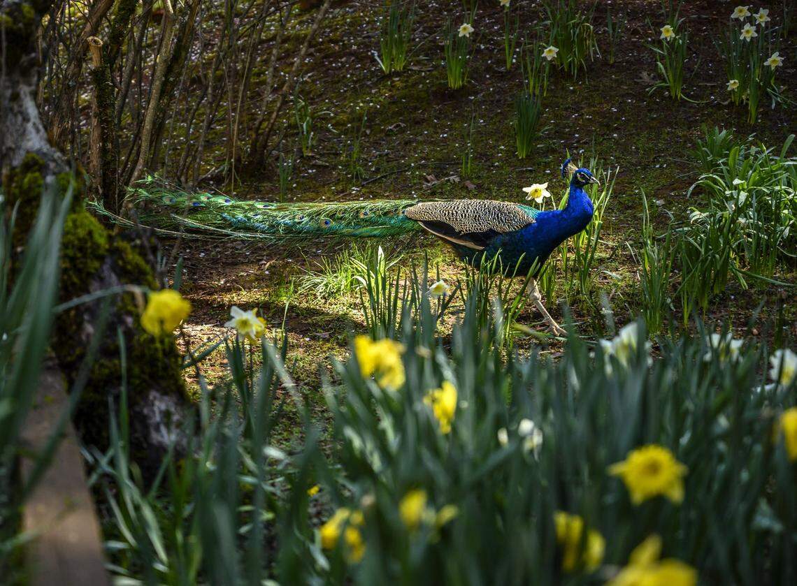 A peacock makes his way through daffodils in Daffodil Hill in 2019. 