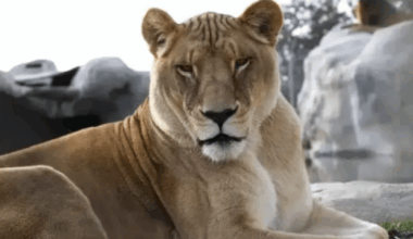 19 years after rescue, beloved lion Jillian dies at Lions Tigers & Bears – NBC 7 San Diego