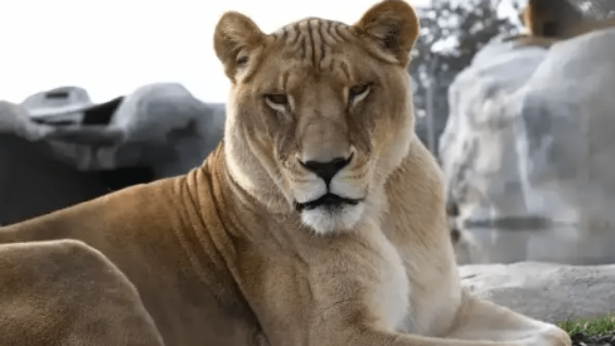 19 years after rescue, beloved lion Jillian dies at Lions Tigers & Bears – NBC 7 San Diego