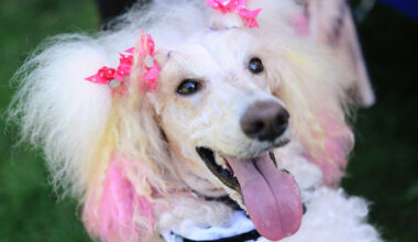 From Pawpalooza festival to Taste of Hillcrest – San Diego Union-Tribune