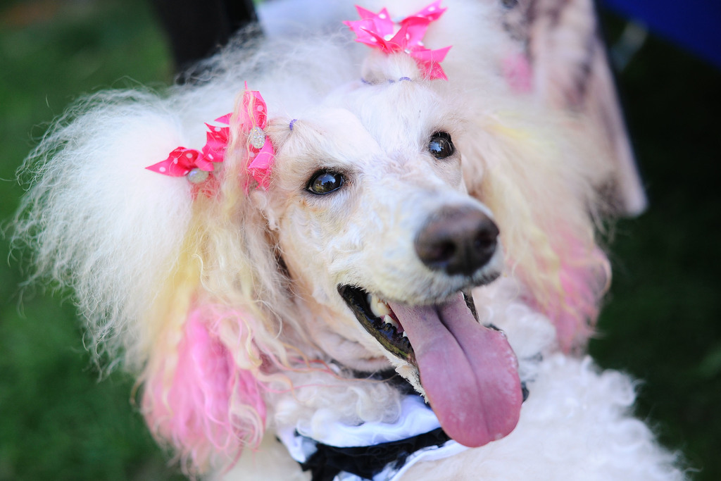 From Pawpalooza festival to Taste of Hillcrest – San Diego Union-Tribune