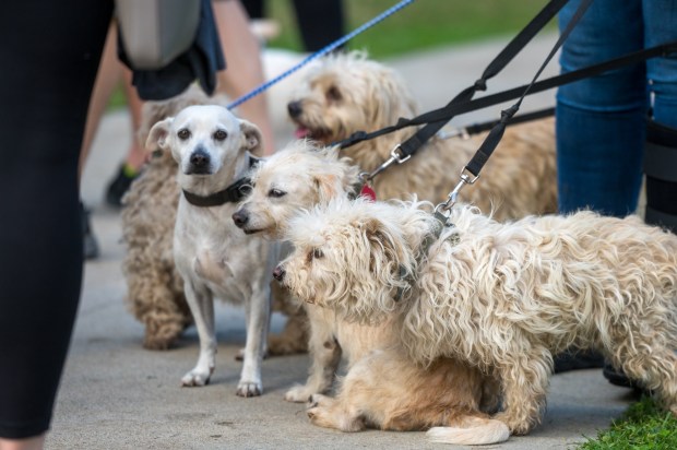 Dogs check out the action at a dog walk "Strut Your Mutt" fundraiser for Best Friends Animal Society, Saturday, Oct. 22, 2022 at Warner Park in Woodland Hills. The event included contests for dogs for the best costume, best kisser and for best trick. The event's fundraising goal for Los Angeles is $350,000. (Photo by Michael Owen Baker, contributing photographer)