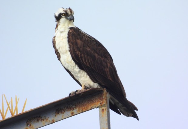 Ospreys are a federally protected bird species. (Azi Sharif)