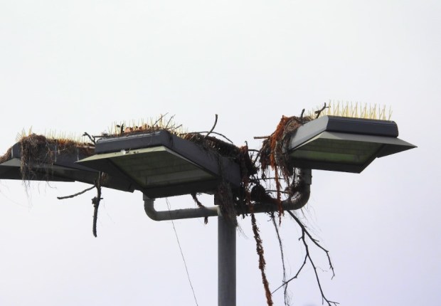 Ospreys that have built nests on light posts at the La Jolla Tennis Club likely will stay for a few more months, according to Azi Sharif of Wildlife Jewels. (Azi Sharif)