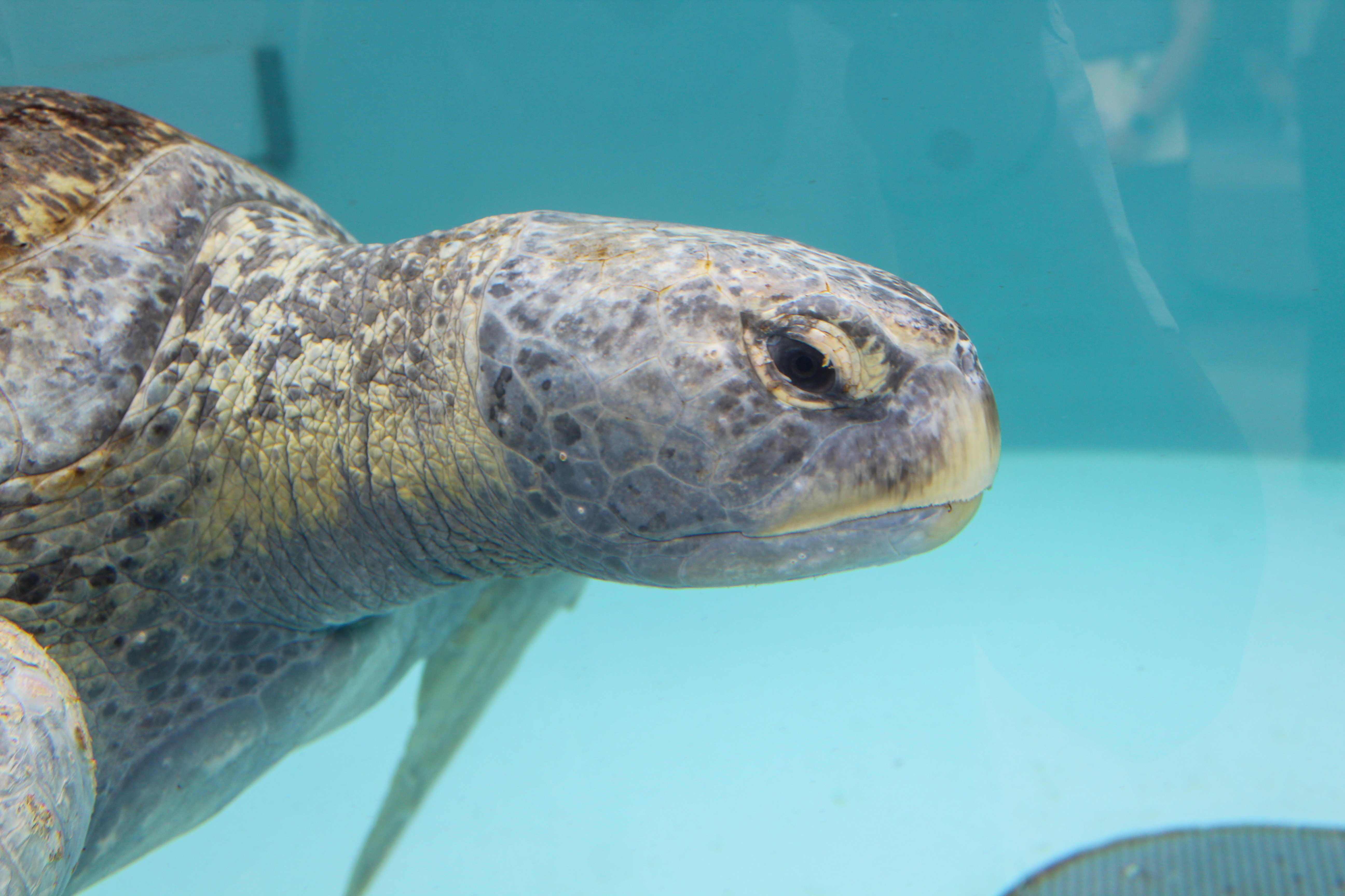 Meatloaf, a nearly 250-pound green sea turtle found in the...