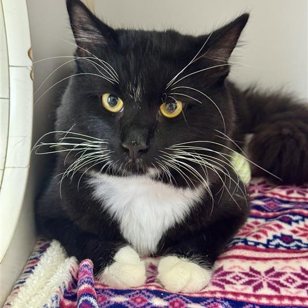 Jonesy is a 2-year-old, male, black and white, domestic medium...