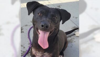 Pamela and Jonesy are ready for adoption – Press Telegram