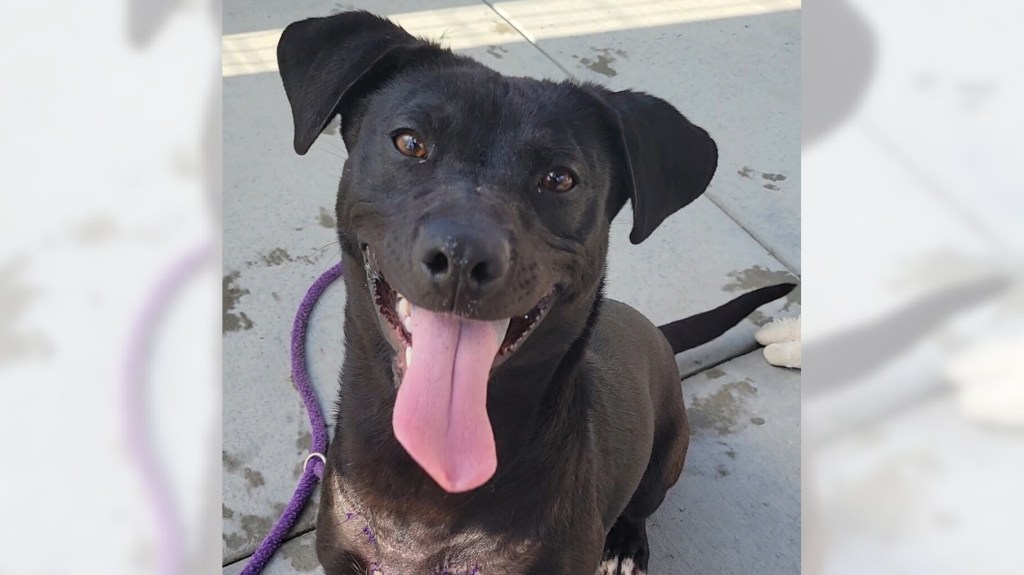 Pamela and Jonesy are ready for adoption – Press Telegram