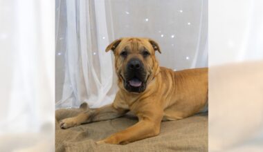 Jelly Roll and Phoenix are ready for adoption – Press Telegram