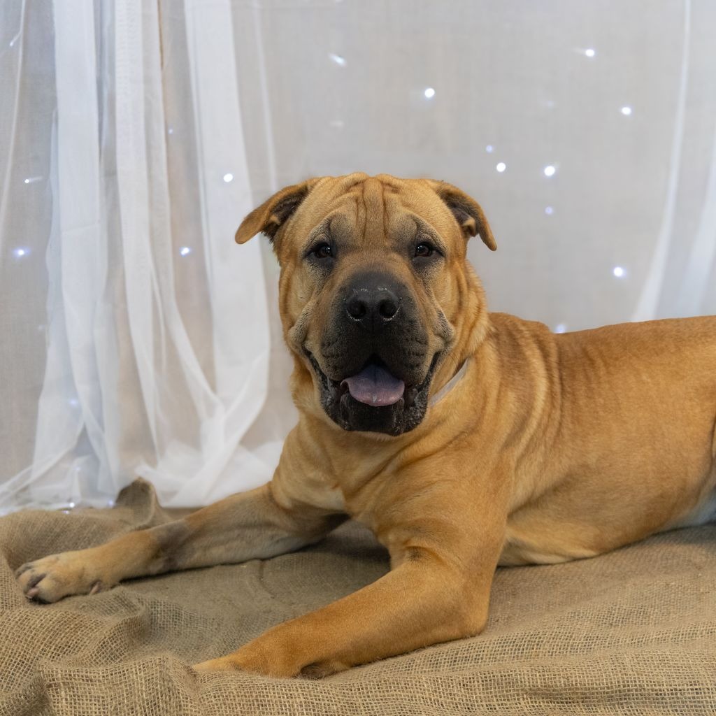 Jelly Roll is a 2-year-old, male, tan color, Chinese shar-pei...