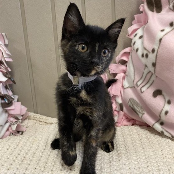 Cassie is a 3-month-old. female, domestic shorthair kitten. (Photo courtesy...