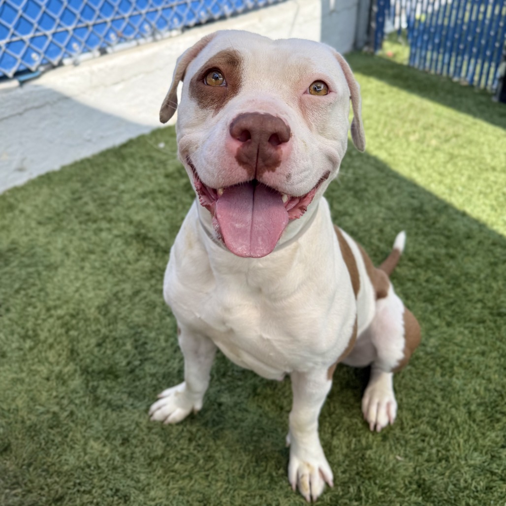 Bambi is a 1-year-old, female, pit bull terrier mix. (Photo...