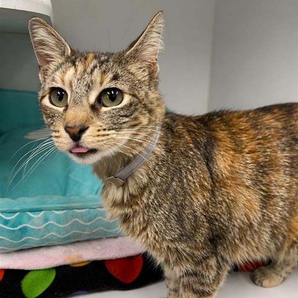 Lady is a 6-year-old, grey tortoiseshell coat, domestic shorthair cat....