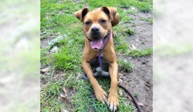 Tanzie and Lady are ready for adoption – Press Telegram