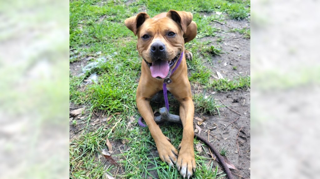 Tanzie and Lady are ready for adoption – Press Telegram