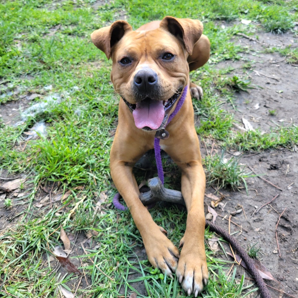 Tanzie is a 1-year-old, female, boxer and pointer mix. (Photo...