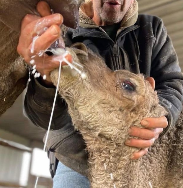 Gil Rigler of Oasis Camel Dairy helps newborn Artemis Too take his first drink. (Nancy Rigler)