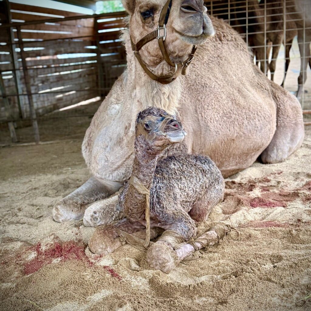 Oasis Camel Dairy in Ramona welcomes two new additions – San Diego Union-Tribune