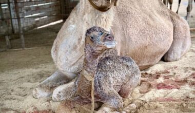 Oasis Camel Dairy in Ramona welcomes two new additions – San Diego Union-Tribune