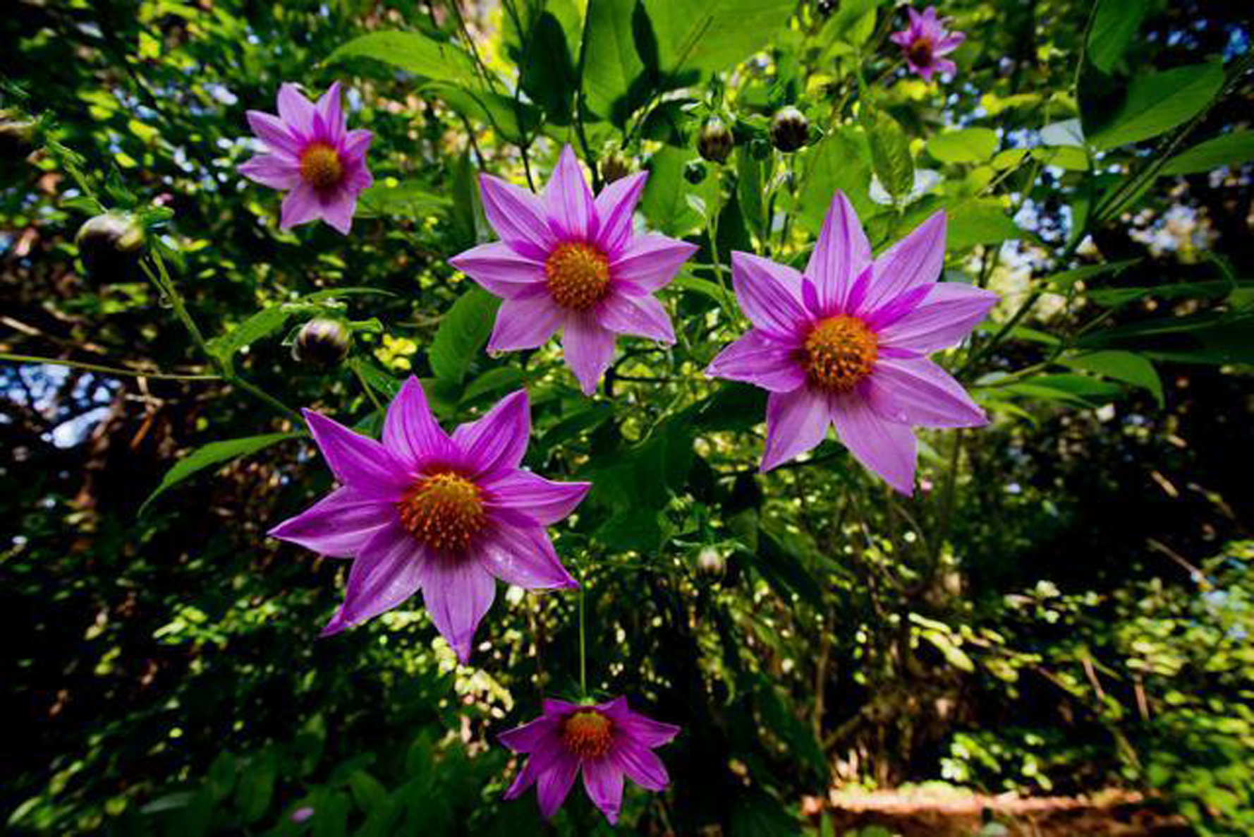 The San Francisco Botanical Garden features dahlias, the city's official...