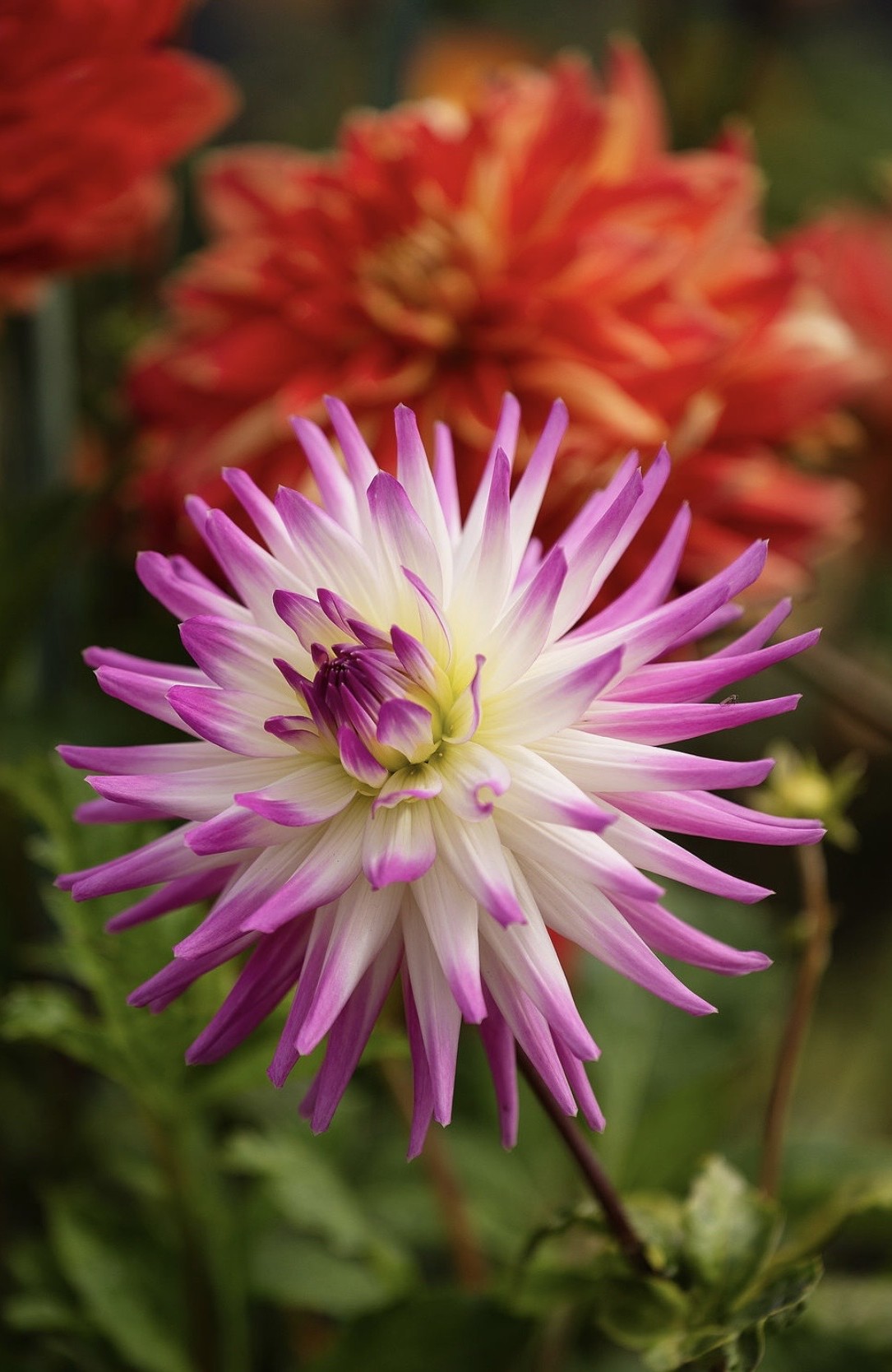 The dahlia has been recognized as San Franciscoâs official flower...