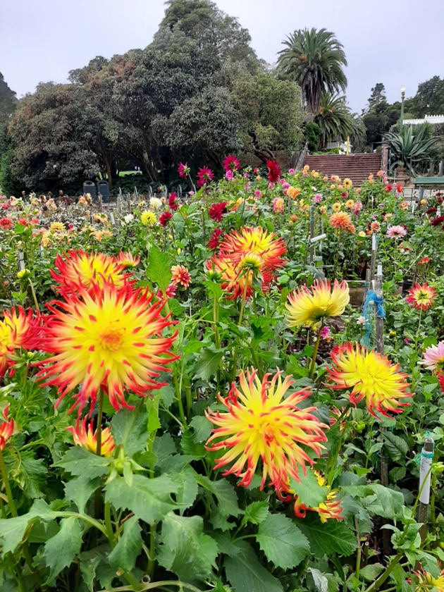 Golden Gate Parkâs Dahlia Dell will host a celebration in...
