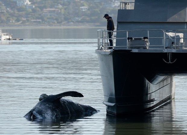 A dead gray whale floats next to a U.S. Army Corps of Engineers vessel at a dock in Sausalito on Wednesday, April 6, 2022. (Alan Dep/Marin Independent Journal)