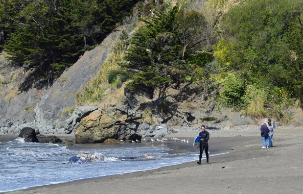 A surfer passes a dead gray whale that washed ashore in Muir Beach on Friday, April 9, 2021. (Sherry LaVars/Marin Independent Journal)