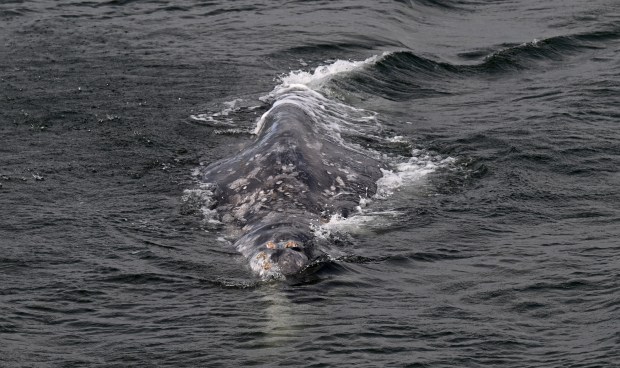 A gray whale surfaces off Cavallo Point in Sausalito, Calif., on Friday, April 28, 2023. (Alan Dep/Marin Independent Journal)