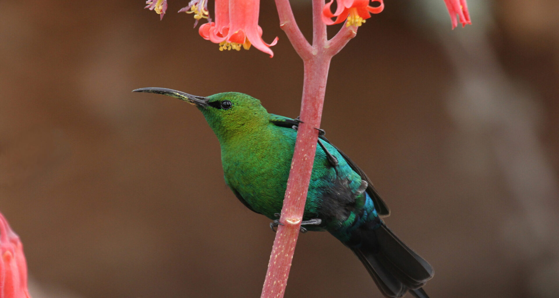 a brilliant green and blue, long-billed bird sitting under a flower head