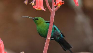 a brilliant green and blue, long-billed bird sitting under a flower head