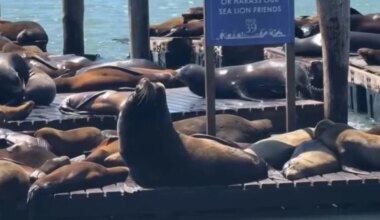 Watch: Massive sea lion 'Chonkers' drawing crowds in San Francisco
