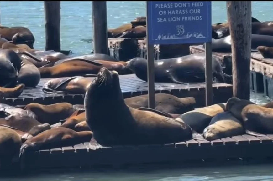 Watch: Massive sea lion 'Chonkers' drawing crowds in San Francisco